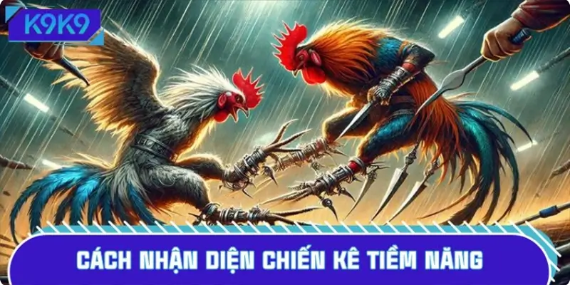 Bỏ túi mẹo chọn chiến kê và đặt kèo siêu hiệu quả
