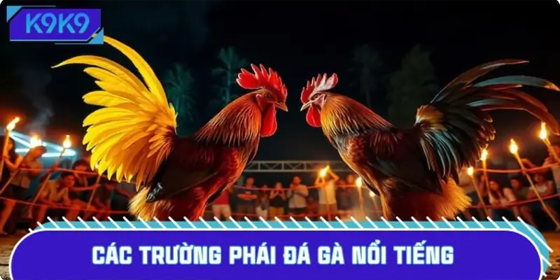 Sức hút của đá gà đến những màn so tài nghẹt thở